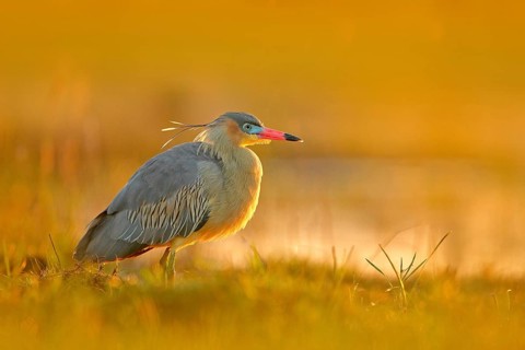 Whistling Heron, Syrigma sibilatrix, bird with evening sun, Pantanal, Brazil. Bird in beautiful