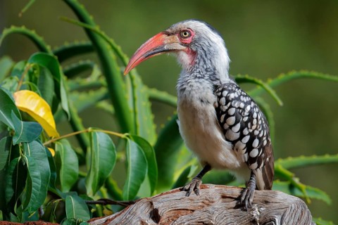 Southern Red-billed Hornbill, Tockus leucomelas, bird with big bill in the nature habitat with