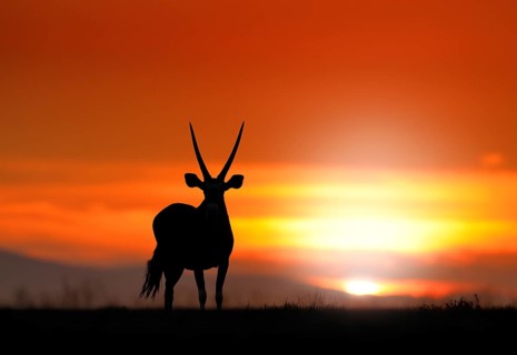Gemsbok with orange sand dune evening sunset. Gemsbuck, Oryx gazella, large antelope in nature