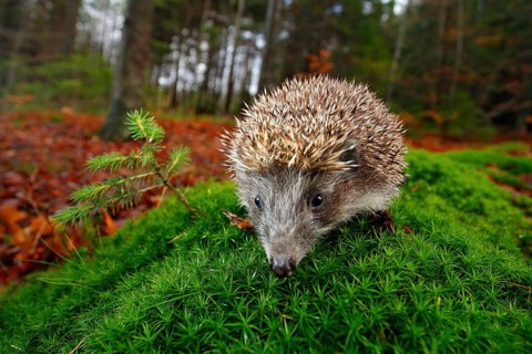 European Hedgehog, Erinaceus europaeus, on a green moss at the forest, photo with wide angle.