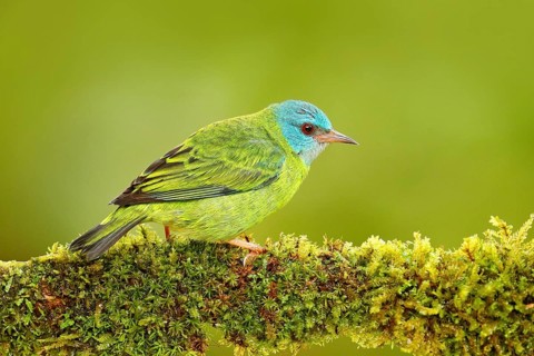 Female of Blue Dacnis, Dacnis cayana, exotic tropic blue tanager with red head, Costa Rica. Blue
