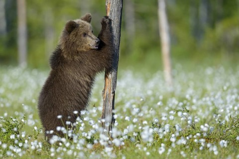Eurasian Brown Bear (Ursus arctos) cub standing at tree trunk in white cottongrass, Finland