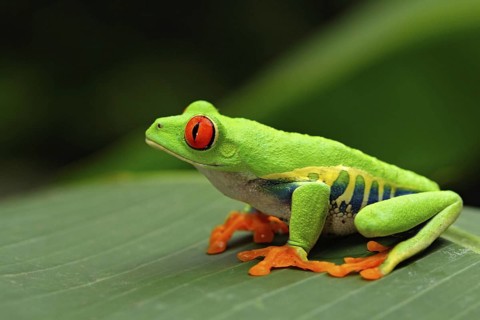 Red-eyed Tree Frog, Agalychnis callidryas, Costa Rica