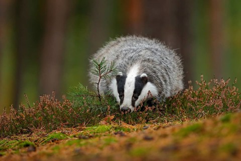 Wild Badger, Meles meles, animal in wood. European badger, autumn pine green forest. Mammal