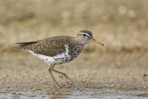 Spotted Sandpiper (Actitis macularius) foraging, North Rhine-Westphalia, Germany