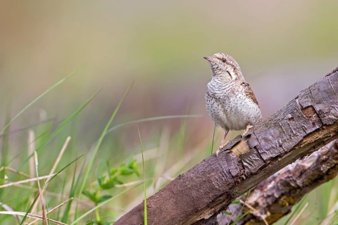 Eurasian Wryneck (Jynx torquilla), Saxony-Anhalt, Germany