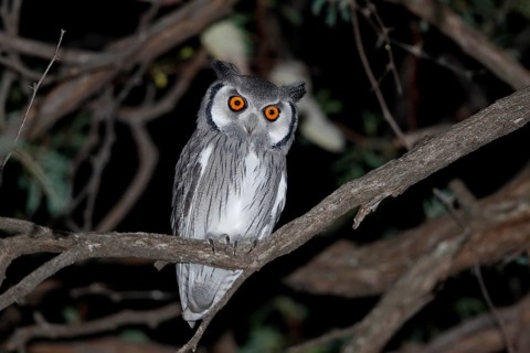Southern White-faced Owl, Ptilopsis granti, Botswana, Chobe NP