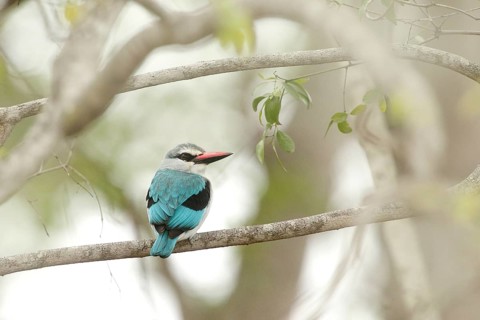 Woodland Kingfisher (Halcyon senegalensis), Kruger National Park, South Africa