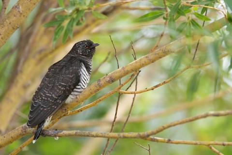 Common Cuckoo (Cuculus canorus) juvenile near the nest of an Eurasian Reed Warbler, Saxony-Anhalt,