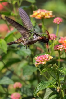 Frilled Coquette (Lophornis magnificus) flying and feeding at a flower in the Atlantic rainforest