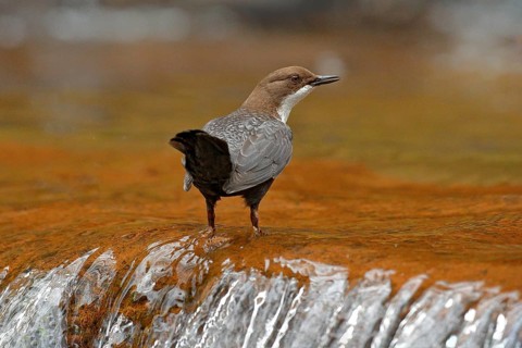White-throated Dipper, Cinclus cinclus, brown bird with white throat in the river, waterfall in the
