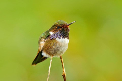 Volcano Hummingbird, Selasphorus flammula, small bird in the green leaves, animal in the nature