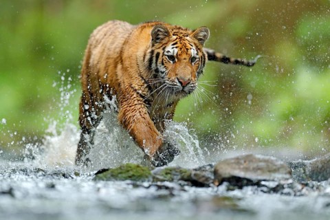 Tiger with splash river water. Tiger Action wildlife scene, wild cat, nature habitat. Tiger running