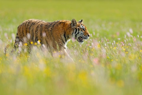Tiger in summer. Flowered meadow with tiger. Tiger with ping and yellow and pink flowers. Siberian