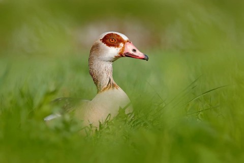 Egyptian goose, Alopochen aegyptiaca, African bird with red bill sitting in green grass. Animal