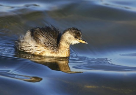 Little Grebe (Tachybaptus ruficollis), Castro Marim, Portugal