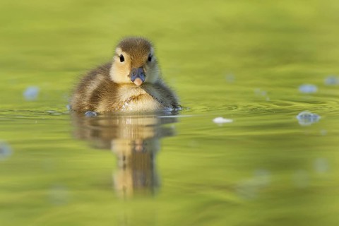 Mandarin Duck (Aix galericulata) juvenile, St. Gallen, Switzerland