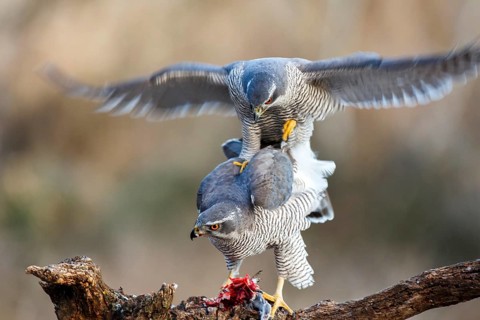 Northern Goshawk (Accipiter gentilis) pair mating, Zaragoza, Spain