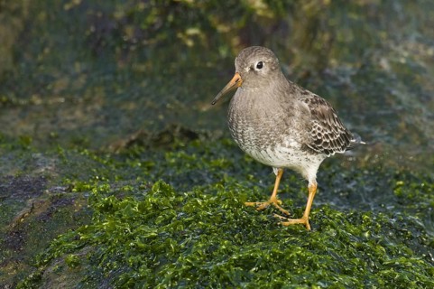 Purple Sandpiper (Calidris maritima), New Jersey, USA