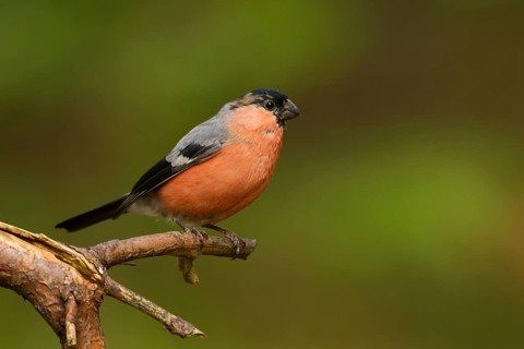 Eurasian Bullfinch (Pyrrhula pyrrhula) juvenile male, Utrecht, Netherlands
