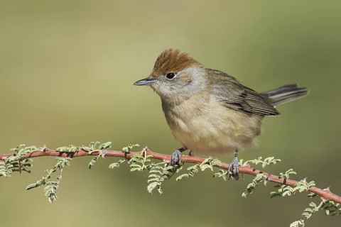 Eurasian Blackcap (Sylvia atricapilla) female, Eilat, Israel