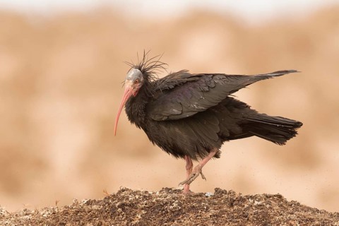 Northern Bald Ibis (Geronticus eremita), Morocco