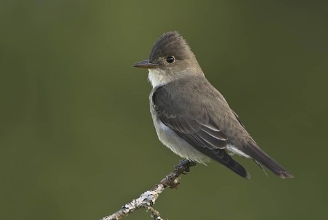 Olive-sided Flycatcher (Contopus cooperi), British Columbia, Canada