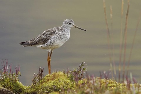 Greater Yellowlegs (Tringa melanoleuca), Ecuador