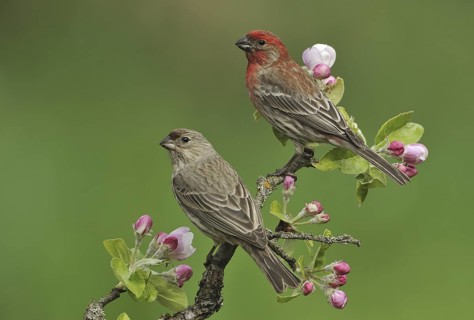 House Finch (Haemorhous mexicanus) male, British Columbia, Canada