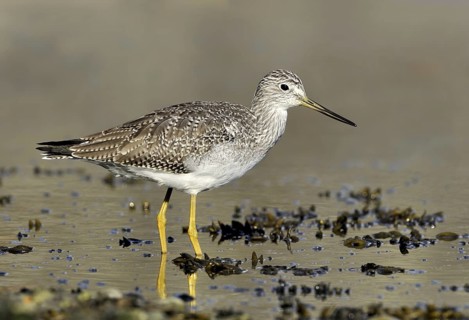 Greater Yellowlegs (Tringa melanoleuca), British Columbia, Canada