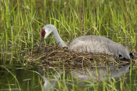 Sandhill Crane (Antigone canadensis) at nest, Florida, USA