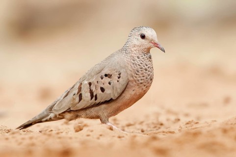 Common Ground Dove (Columbina passerina), Arizona, USA