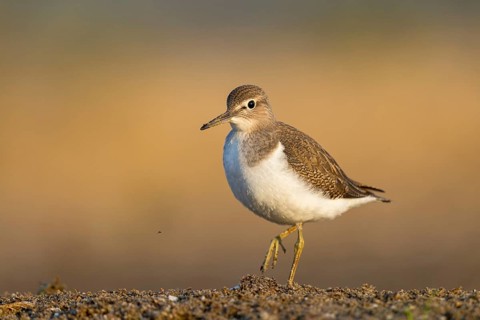 Common Sandpiper (Actitis hypoleucos), North Rhine-Westphalia, Germany