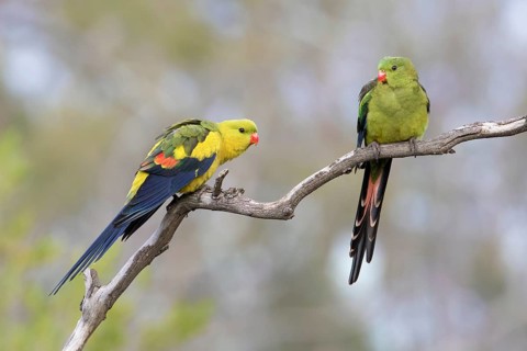 Regent Parrot (Polytelis anthopeplus) pair perched on a branch, Victoria, Australia
