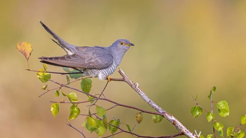 Common Cuckoo (Cuculus canorus) male perched on a branch, Saxony-Anhalt, Germany