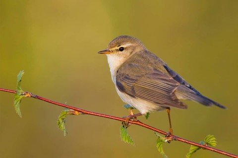 Willow Warbler (Phylloscopus trochilus), Baden-Wuerttemberg, Germany