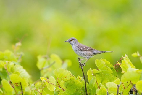 Barred Warbler (Sylvia nisoria), Hungary