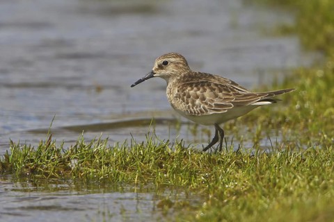 Baird's Sandpiper (Calidris bairdii), Peru