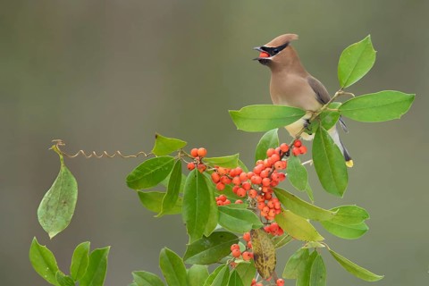 Cedar Waxwing (Bombycilla cedrorum) eating red berries, Texas, USA
