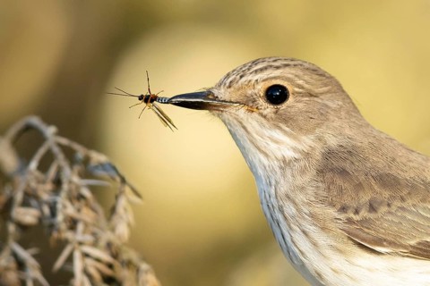 Spotted Flycatcher (Muscicapa striata) with insect prey in its beak, Smaland, Sweden