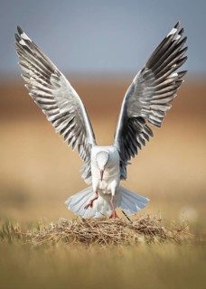 Grey-headed Gull (Chroicocephalus cirrocephalus) landing on nest, Gauteng, South Africa
