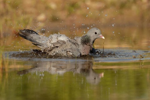 Stock Dove (Columba oenas) bathing, Brandenburg, Germany