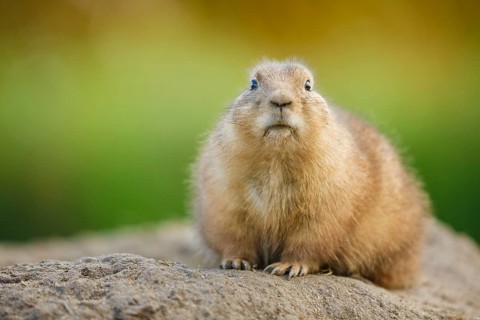 Schwarzschwanz-Präriehund, Cynomys ludovicianus Black-tailed Prairie Dog, Cynomys ludovicianus
