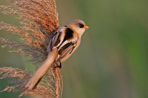 Bearded Reedling (Panurus biarmicus) juvenile, Rhineland-Palatinate, Germany