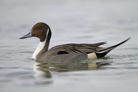 Northern Pintail (Anas acuta) male, St. Gallen, Switzerland