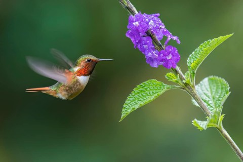 Scintillant Hummingbird (Selasphorus scintilla) male flying while feeding at a flower, Panama