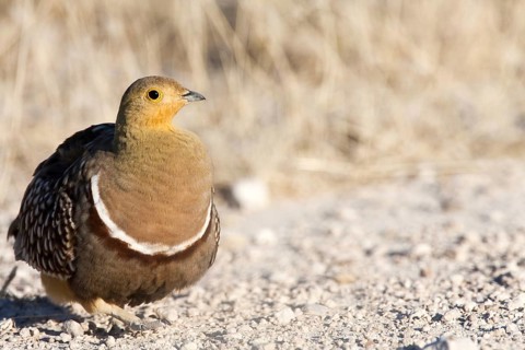 Namaqua Sandgrouse (Pterocles namaqua) male, Etosha, Namibia