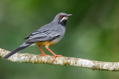 Red-legged Thrush (Turdus plumbeus) perched on a branch in Cuba