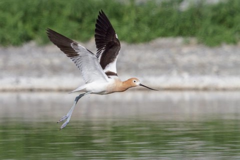 American Avocet (Recurvirostra americana) feeding in a marsh in central Washington State, USA