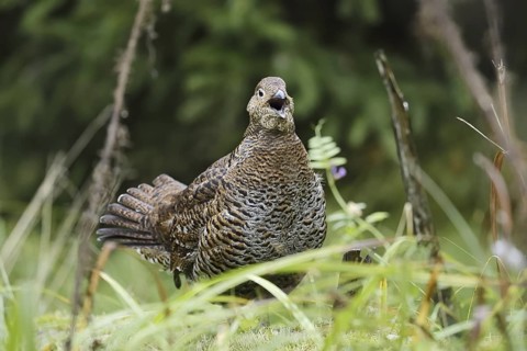Black grouse (Lyrurus tetrix, Tetrao tetrix), calling female, Bavaria, Germany